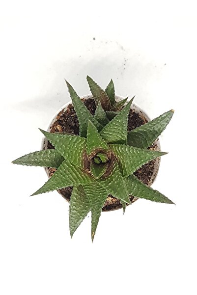 DOĞA BAHÇESİ Haworthia Limifolia Sukulent 5,5cm Saksılı
