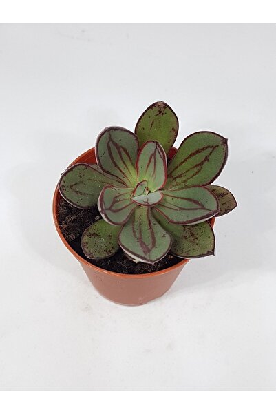 DOĞA BAHÇESİ Echeveria Nodulosa Doğal Desenli Yapraklı Özel Tür Sukulent 5,5c...