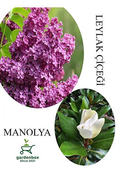 Gardenbox Kokulu Leylak Çiçeği Fidanı 1 ADET Saksılı 30-60Cm+Manolya Çiçeği F...