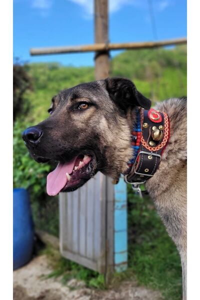 Sürmeli Tasma 4 Zilli Geniş Deri Kangal Köpek Tasması Siyah 1. Sınıf
