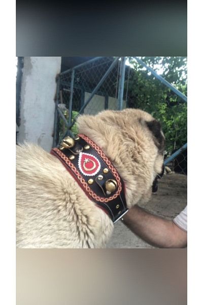 Sürmeli Tasma Zilli Kangal Dog Collar Genuine Buffalo Leather with Red Stripe