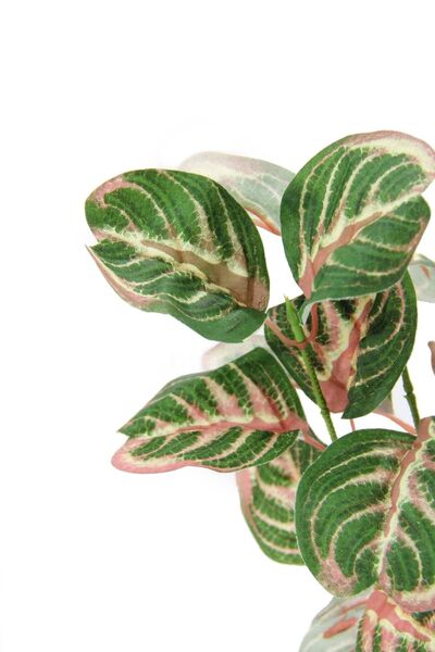 Dekorsende Calethea artificială roz