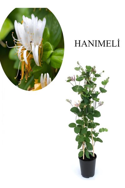 Bitkim Sende Kokulu Hanımeli Çiçeği 1 ADET Saksılı/Tüplü 40-70cm Sarmaşık Bitki