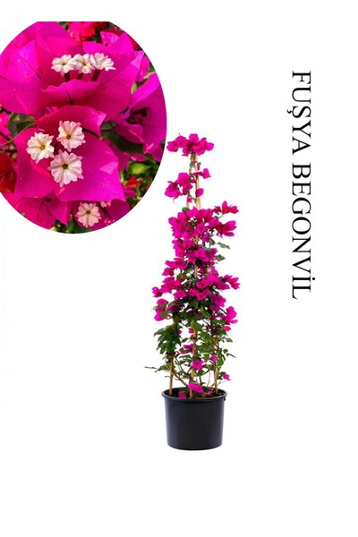 Bitkim Sende Fuşya Begonvil 1 ADET Saksılı Sarmaşık Begonvil 40-60cm Bahçe Bitkisi