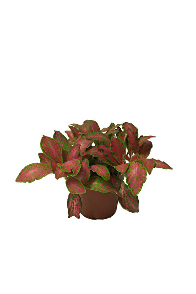 Betonish Fittonia - Kırmızı Yeşil