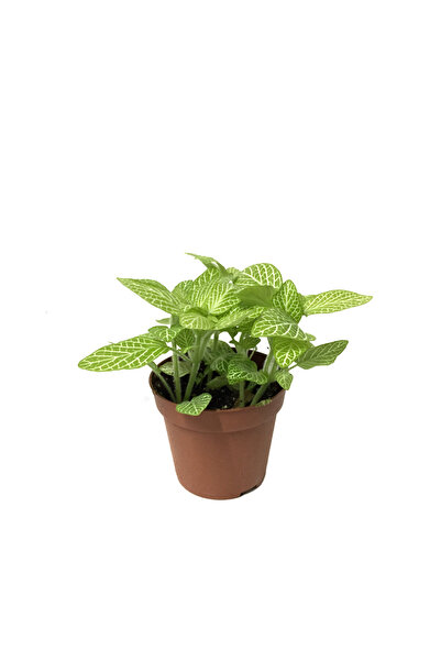Betonish Fittonia - Yeşil Beyaz (Fitonya Çiçeği)