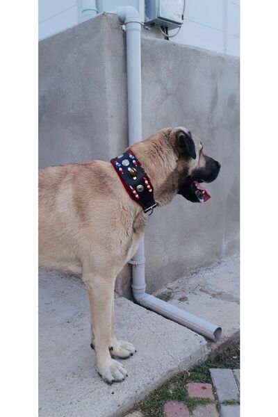 Sürmeli Tasma Zilli Hakiki Deri Kangal Köpek Tasması 1. Sınıf