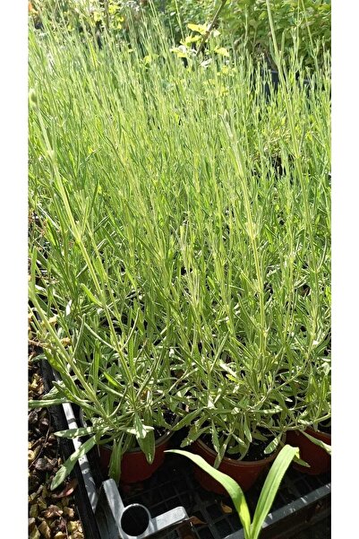YEŞİLİMARKET Lavanta Çiçeği Fidanı Saksıda 25 -40 Cm Kokulu - Çiçek Açan Cins