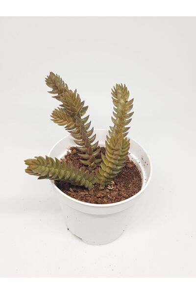 DOĞA BAHÇESİ Crassula Lycopodioides Purpusii Nadir Tür Sukulent 5,5cm Saksılı