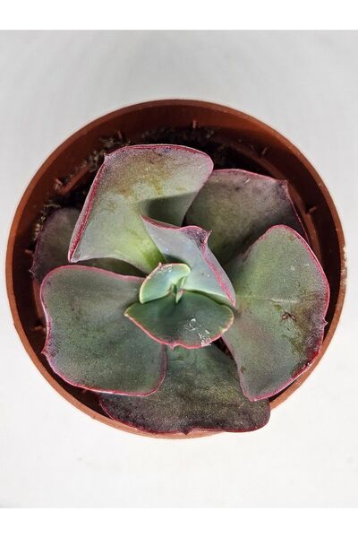 DOĞA BAHÇESİ Echeveria Suyon Frill Ithal Koleksiyonluk Tür Sukulent 8.5cm Sak...
