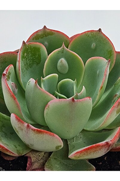DOĞA BAHÇESİ Echeveria Raindrops Nadir Ve Koleksiyonluk Tür Sukulent