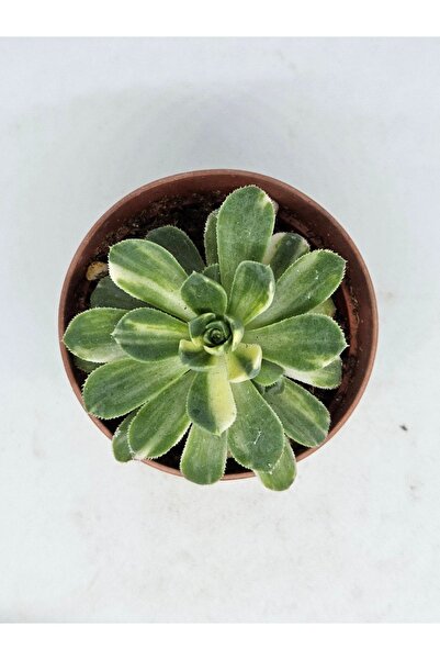 DOĞA BAHÇESİ Aeonium Castelo-paivae (suncup) Variegata Nadir Ve Koleksiyonluk...