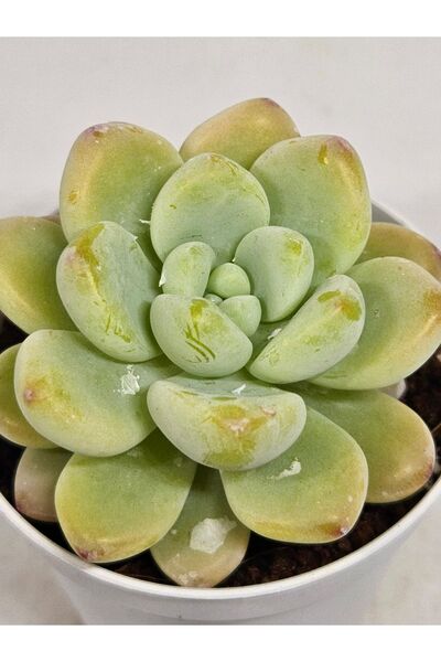 DOĞA BAHÇESİ Sedum Clavatum Sukulent 5,5cm Saksılı