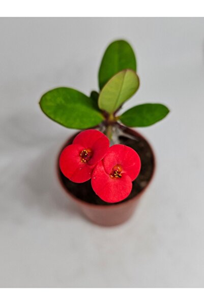 DOĞA BAHÇESİ Euphorbia Milii Kırmızı Çiçek Açan Kaktüs 5,5cm Saksılı