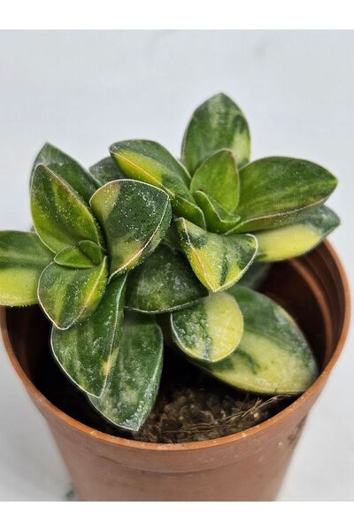 DOĞA BAHÇESİ Crassula Spring Time Variegata Çok Nadir Koleksiyonluk Tür Sukul...