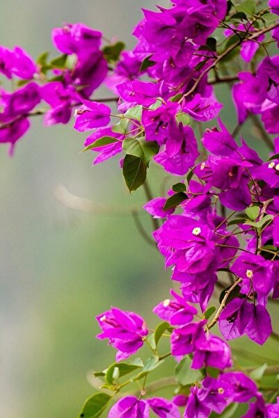 ÇİÇEKFLİX Begonvil Sarmaşık Soğuklara En Dayanıklı Tür Mini Boy 20-25cm /şuan Çiçeksizdir