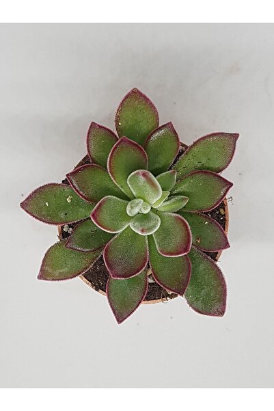 DOĞA BAHÇESİ Echeveria Devotion (soğukta Yaprakları Bordo Renk Alır) Özel Tür...