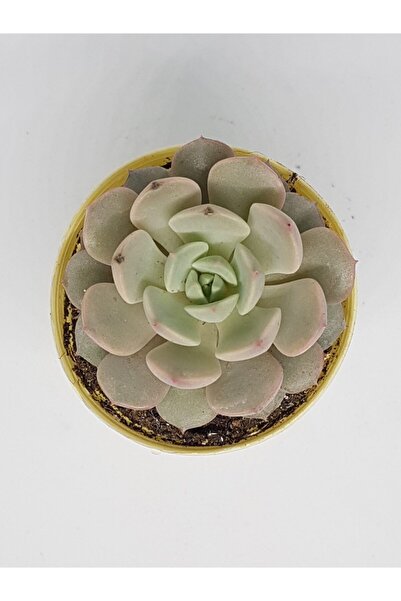 DOĞA BAHÇESİ Echeveria Clara Özel Tür Sukulent 5.5cm Saksılı