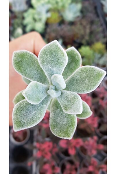 DOĞA BAHÇESİ Echeveria Pulvinata (yapraklar Ve Gövdesi Tüylü) Özel Tür Sukule...