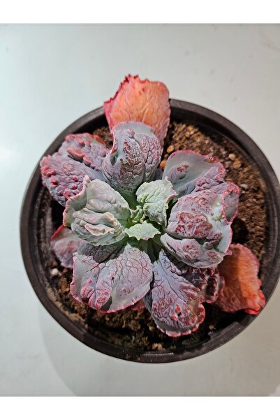 DOĞA BAHÇESİ Echeveria Linguans Ithal (SPAİN) Koleksiyonluk Tür Sukulent 13cm...