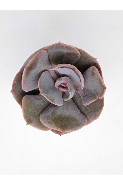 DOĞA BAHÇESİ Echeveria Dusty Rose İthal Koleksiyonluk Tür Sukulent 5,5cm Saksılı