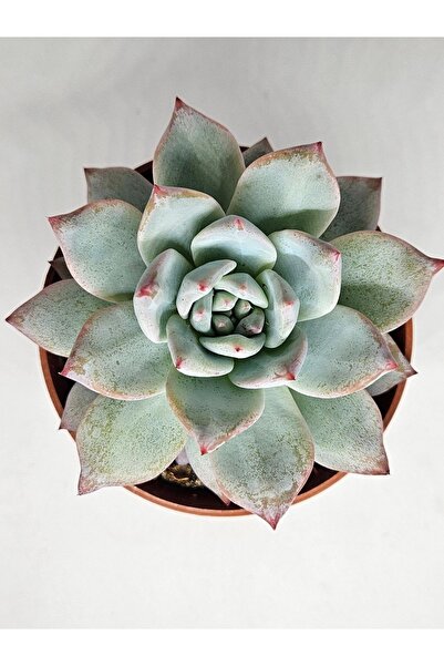 DOĞA BAHÇESİ Echeveria Blue Bird Ithal Koleksiyonluk Tür Sukulent 8.5cm Saksılı