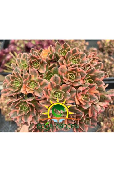 DOĞA BAHÇESİ Aeonium Sweet Tea Variegated (Uzak Doğu İthal) Nadir ve Koleksiy...