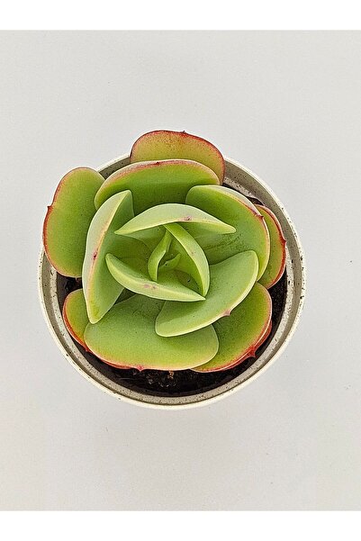 DOĞA BAHÇESİ Echeveria Mocha İthal Koleksiyonluk Tür Sukulent 5,5cm Saksılı