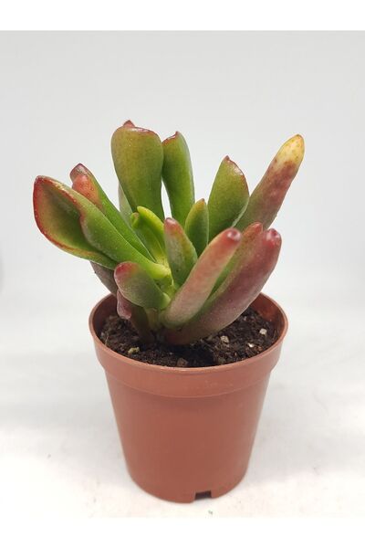 DOĞA BAHÇESİ Crassula Ovata Gollum(SHREK KULAĞI) Sukulent 5,5cm Saksılı