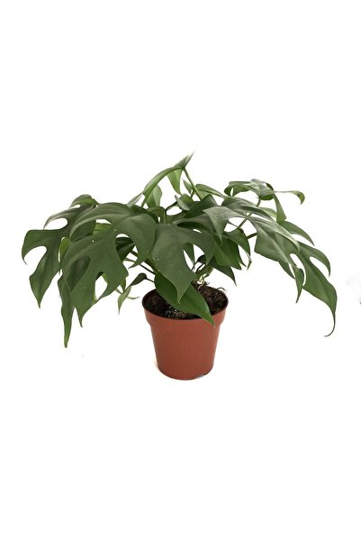 Betonish Monstera Minima - Deve Tabanı