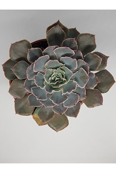 DOĞA BAHÇESİ Echeveria Shaviana Pink Frills Nadir Tür Sukulent 8,5cm Saksılı
