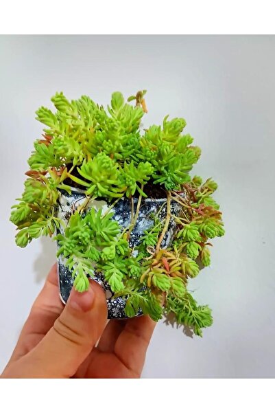 SARMASK (5adet)Kaya sedum cicegi - (10-15 cm ) yer örtucu -mezar bittkisi -kabir cicegi-yayilici cicek