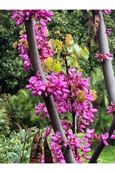 Gardenbox Erguvan Ağacı Fidanı 1 ADET Saksılı/Tüplü 50-70Cm