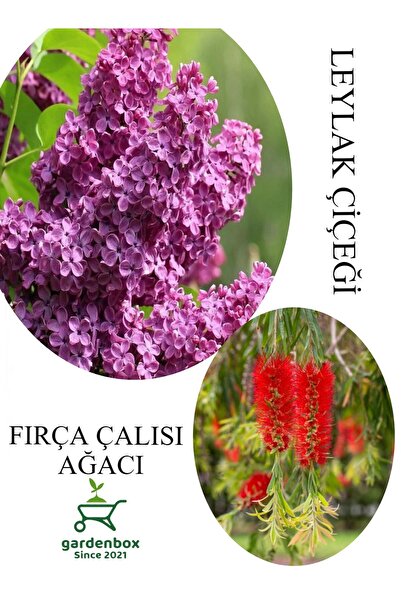 Gardenbox Kokulu Leylak Çiçeği Fidanı 1 ADET Saksılı 30-60Cm+Fırça Çalısı Fid...