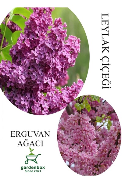 Gardenbox Kokulu Leylak Çiçeği Fidanı 1 ADET Saksılı 30-60Cm+Erguvan Ağacı Fi...