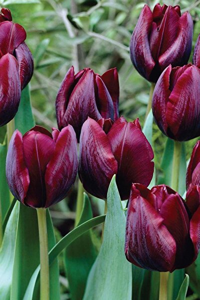 Miracle Tohum Ronaldo Siyah Mor Lale Soğanı