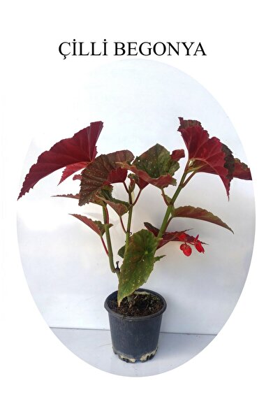 Bitkim Sende Kırmızı Çiçekli Çilli Begonya Çiçeği 1 ADET Saksılı 20-40cm Salo...