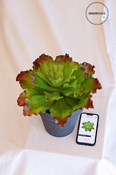 Dekorsende Succulent artificial roșu verde 30 cm