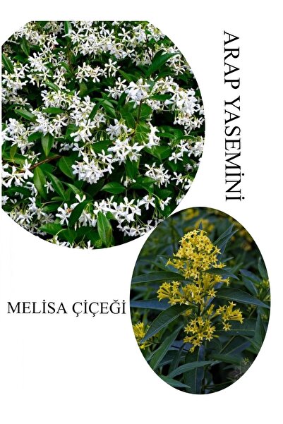 Bitkim Sende Arap Yasemini Çiçeği 1ADET Saksılı 30-50cm+Melisa Çiçeği 30-60cm Kokulu Bahçe Seti