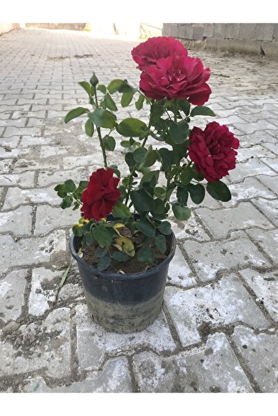 körfezgardens Kırmızı Yediveren Aşılı Gül Fidanı Saksıda Gerçek Resim