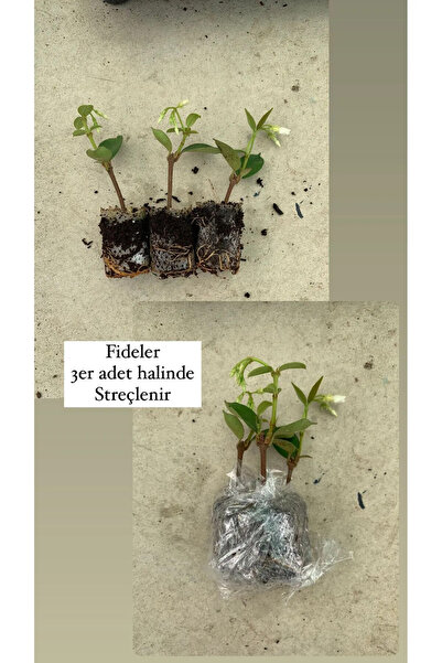 körfezgardens Şok KAMPANYA 2 Adet Mini saksılı  Arap Yasemini Fidanı 10 cm bo...