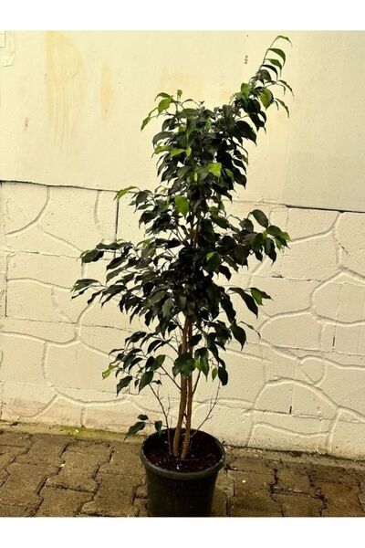 O&P ORKİDE PAZARI BENJAMİN