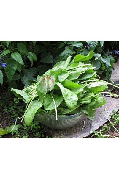 ZENGARDEN EV VE BAHÇE Geniş yapraklı kuzukulağı tohumu ekşi otu labada