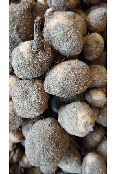 Genel Markalar Salep Fidesi, Tohumu, Yıkanmamış, Dikime Hazır (10 ADET)