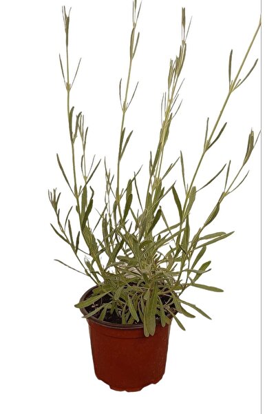 YEŞİLİMARKET Lavanta Çiçeği Fidanı Saksıda 25 -40 Cm Kokulu - Çiçek Açan Cins