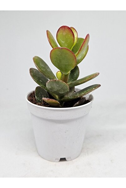 DOĞA BAHÇESİ Crassula Ovata Sukulent