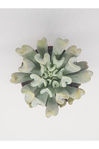 DOĞA BAHÇESİ Echeveria Tops Turvy Runyonii
