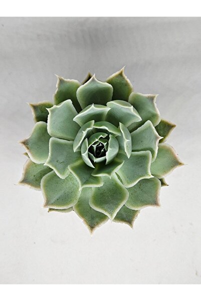 DOĞA BAHÇESİ Echeveria Simulans Koleksiyonluk Sukulent Tür 8,5cm