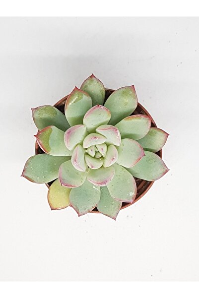 DOĞA BAHÇESİ Echeveria Pink Line Sukulent 5,5cm Saksılı