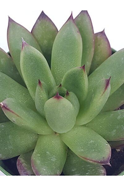 DOĞA BAHÇESİ Echeveria Christmas Sukulent 5.5cm Saksılı